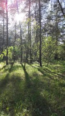 Bahar ormanında yürü. Yüksek çözünürlüklü 4K görüntüler. dikey video. Yavaş çekim videosu. Ormandaki ağaçların gölgeleri. Uzun çamlar. Ağaçların arasından geçen güneş.