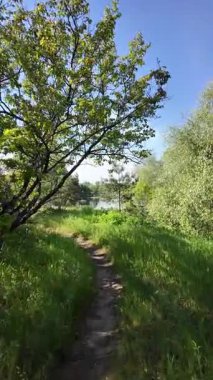 Bir patika boyunca yürümenin dikey videosu. Bir uçurum boyunca yol. Ormandaki patika. Nehir kenarında bir patika. Doğa yürüyüşü.