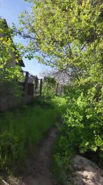 Bir patika boyunca yürümenin dikey videosu. Bir uçurum boyunca yol. Ormandaki patika. Nehir kenarında bir patika. Doğa yürüyüşü.