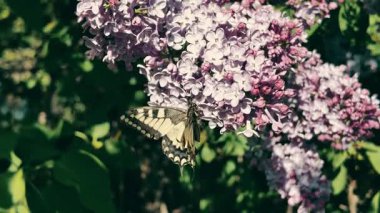 Kırlangıç Kelebeği. Papilio machaon. Kelebek yavaş çekim videosu. Çiçeğin üzerinde kocaman sarı bir kelebek. uçan böcekler