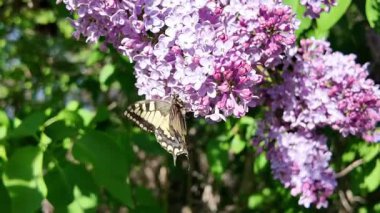 Kırlangıç Kelebeği. Papilio machaon. Kelebek yavaş çekim videosu. Çiçeğin üzerinde kocaman sarı bir kelebek. uçan böcekler