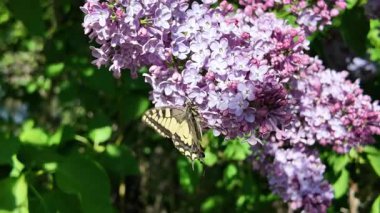 Kırlangıç Kelebeği. Papilio machaon. Kelebek yavaş çekim videosu. Çiçeğin üzerinde kocaman sarı bir kelebek. uçan böcekler