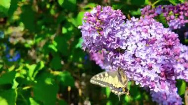 Kırlangıç Kelebeği. Papilio machaon. Kelebek yavaş çekim videosu. Çiçeğin üzerinde kocaman sarı bir kelebek. uçan böcekler