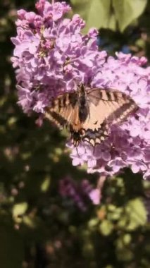 Kırlangıç Kelebeği. Papilio machaon. Kelebek yavaş çekim videosu. Çiçeğin üzerinde kocaman sarı bir kelebek. uçan böcekler
