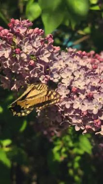Kırlangıç Kelebeği. Papilio machaon. Kelebek yavaş çekim videosu. Çiçeğin üzerinde kocaman sarı bir kelebek. uçan böcekler