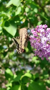 Kırlangıç Kelebeği. Papilio machaon. Kelebek yavaş çekim videosu. Çiçeğin üzerinde kocaman sarı bir kelebek. uçan böcekler