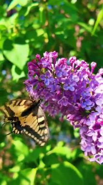 Kırlangıç Kelebeği. Papilio machaon. Kelebek yavaş çekim videosu. Çiçeğin üzerinde kocaman sarı bir kelebek. uçan böcekler