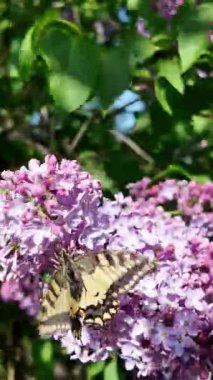 Kırlangıç Kelebeği. Papilio machaon. Kelebek yavaş çekim videosu. Çiçeğin üzerinde kocaman sarı bir kelebek. uçan böcekler