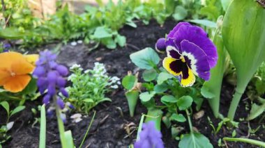 Çiçek tarhında çeşitli çiçekler. Bahçede çiçek tarhı. Evde küçük bir bahçe. Çiçekler ve sebzeler. Çiçekli veranda. yüksek çözünürlüklü video