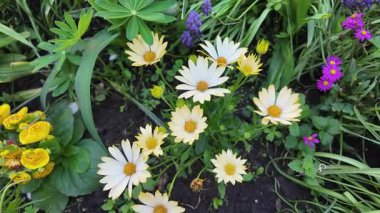 Çiçek tarhında çeşitli çiçekler. Bahçede çiçek tarhı. Evde küçük bir bahçe. Çiçekler ve sebzeler. Çiçekli veranda. yüksek çözünürlüklü video