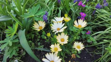 Çiçek tarhında çeşitli çiçekler. Bahçede çiçek tarhı. Evde küçük bir bahçe. Çiçekler ve sebzeler. Çiçekli veranda. yüksek çözünürlüklü video