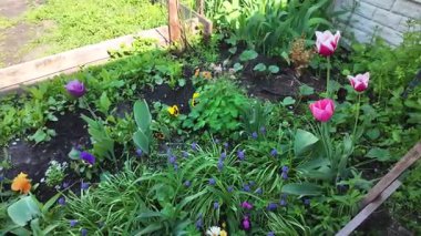 Çiçek tarhında çeşitli çiçekler. Bahçede çiçek tarhı. Evde küçük bir bahçe. Çiçekler ve sebzeler. Çiçekli veranda. yüksek çözünürlüklü video