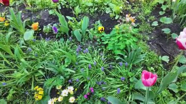 Çiçek tarhında çeşitli çiçekler. Bahçede çiçek tarhı. Evde küçük bir bahçe. Çiçekler ve sebzeler. Çiçekli veranda. yüksek çözünürlüklü video