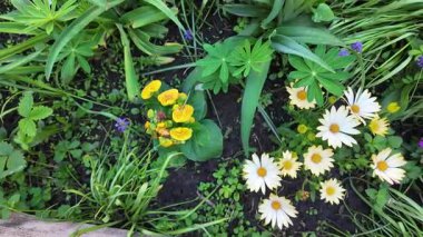 Çiçek tarhında çeşitli çiçekler. Bahçede çiçek tarhı. Evde küçük bir bahçe. Çiçekler ve sebzeler. Çiçekli veranda. yüksek çözünürlüklü video