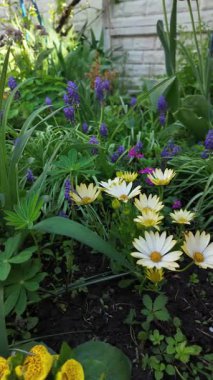 Çiçek tarhında çeşitli çiçekler. Bahçede çiçek tarhı. Evde küçük bir bahçe. Çiçekler ve sebzeler. Çiçekli veranda. yüksek çözünürlüklü video