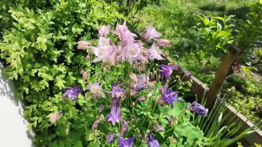 Çiçek tarhında çeşitli çiçekler. Bahçede çiçek tarhı. Evde küçük bir bahçe. Çiçekler ve sebzeler. Çiçekli veranda. yüksek çözünürlüklü video