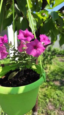 Çiçek tarhında çeşitli çiçekler. Bahçede çiçek tarhı. Evde küçük bir bahçe. Çiçekler ve sebzeler. Çiçekli veranda. yüksek çözünürlüklü video