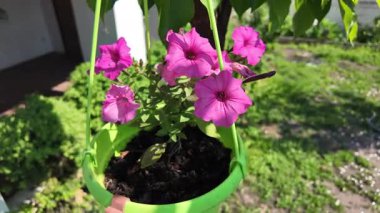 Çiçek tarhında çeşitli çiçekler. Bahçede çiçek tarhı. Evde küçük bir bahçe. Çiçekler ve sebzeler. Çiçekli veranda. yüksek çözünürlüklü video