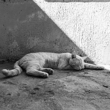 Güzel kızıl kedi. Sokak zencefili kedi. Kedi yerde uyuyor..