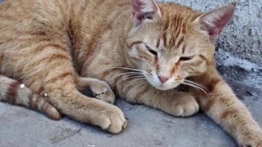 Güzel kızıl kedi. Sokak zencefili kedi. Kedi yerde uyuyor..