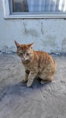 Güzel kızıl kedi. Sokak zencefili kedi. Kedi yerde uyuyor..