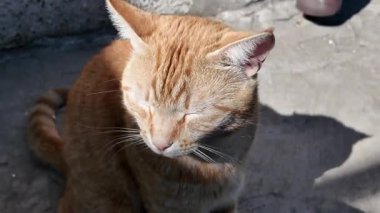 Güzel kızıl kedi. Sokak zencefili kedi. Kedi yerde uyuyor..