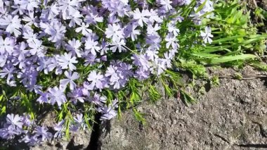 Çiçek halısı. Bir çiçek tarhında bir sürü beyaz çiçek. Beyaz çiçekli çiçek tarhı.