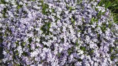 Çiçek halısı. Bir çiçek tarhında bir sürü beyaz çiçek. Beyaz çiçekli çiçek tarhı.