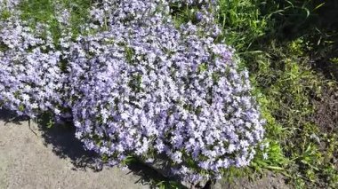 Çiçek halısı. Bir çiçek tarhında bir sürü beyaz çiçek. Beyaz çiçekli çiçek tarhı.