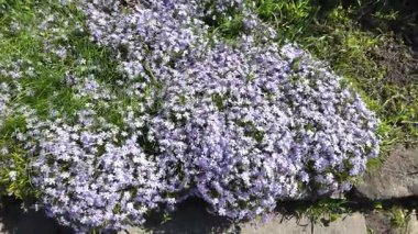 Çiçek halısı. Bir çiçek tarhında bir sürü beyaz çiçek. Beyaz çiçekli çiçek tarhı.