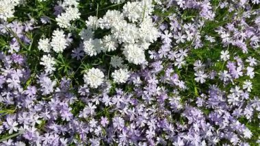 Çiçek halısı. Bir çiçek tarhında bir sürü beyaz çiçek. Beyaz çiçekli çiçek tarhı.