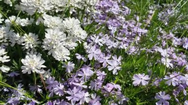 Çiçek halısı. Bir çiçek tarhında bir sürü beyaz çiçek. Beyaz çiçekli çiçek tarhı.