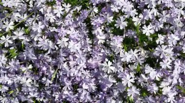 Çiçek halısı. Bir çiçek tarhında bir sürü beyaz çiçek. Beyaz çiçekli çiçek tarhı.