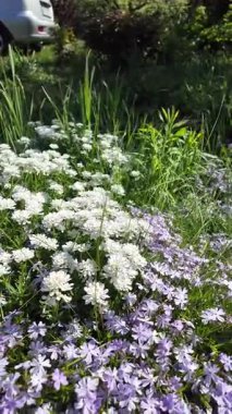 Çiçek halısı. Bir çiçek tarhında bir sürü beyaz çiçek. Beyaz çiçekli çiçek tarhı.