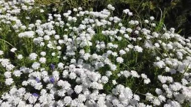 Çiçek halısı. Bir çiçek tarhında bir sürü beyaz çiçek. Beyaz çiçekli çiçek tarhı.