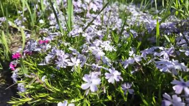 Çiçek halısı. Bir çiçek tarhında bir sürü beyaz çiçek. Beyaz çiçekli çiçek tarhı.