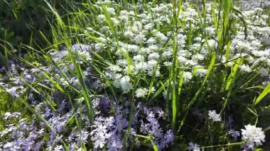 Çiçek halısı. Bir çiçek tarhında bir sürü beyaz çiçek. Beyaz çiçekli çiçek tarhı.