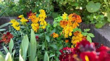 Parlak turuncu çiçekler. Çiçek tarhında sarı-turuncu çiçekler.