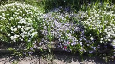 Çiçek halısı. Bir çiçek tarhında bir sürü beyaz çiçek. Beyaz çiçekli çiçek tarhı.