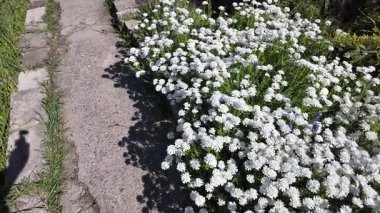 Çiçek halısı. Bir çiçek tarhında bir sürü beyaz çiçek. Beyaz çiçekli çiçek tarhı.