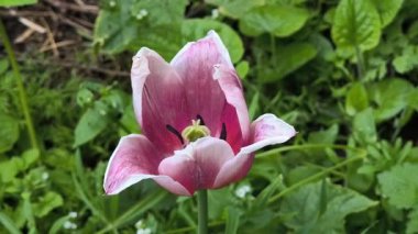 Alışılmadık laleler. Çiçek tarhında laleler. Güzel laleler yakın plan