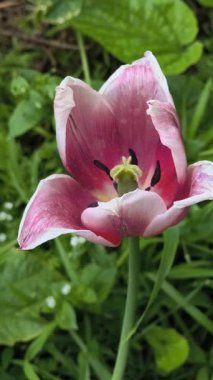 Alışılmadık laleler. Çiçek tarhında laleler. Güzel laleler yakın plan