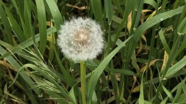 Yeşil çimlerde güzel karahindibalar. Çimenler ve beyaz karahindibalar. beyaz karahindibalar.
