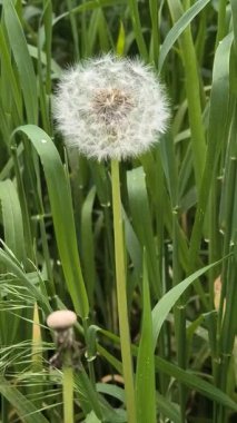 Yeşil çimlerde güzel karahindibalar. Çimenler ve beyaz karahindibalar. beyaz karahindibalar.
