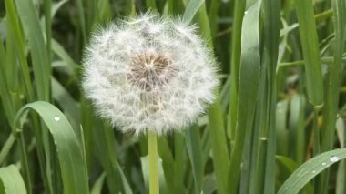 Yeşil çimlerde güzel karahindibalar. Çimenler ve beyaz karahindibalar. beyaz karahindibalar.