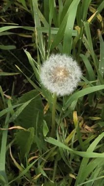 Yeşil çimlerde güzel karahindibalar. Çimenler ve beyaz karahindibalar. beyaz karahindibalar.