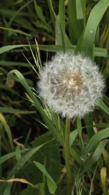 Yeşil çimlerde güzel karahindibalar. Çimenler ve beyaz karahindibalar. beyaz karahindibalar.