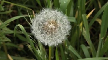 Yeşil çimlerde güzel karahindibalar. Çimenler ve beyaz karahindibalar. beyaz karahindibalar.