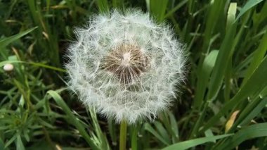 Yeşil çimlerde güzel karahindibalar. Çimenler ve beyaz karahindibalar. beyaz karahindibalar.