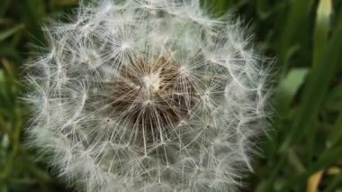 Yeşil çimlerde güzel karahindibalar. Çimenler ve beyaz karahindibalar. beyaz karahindibalar.